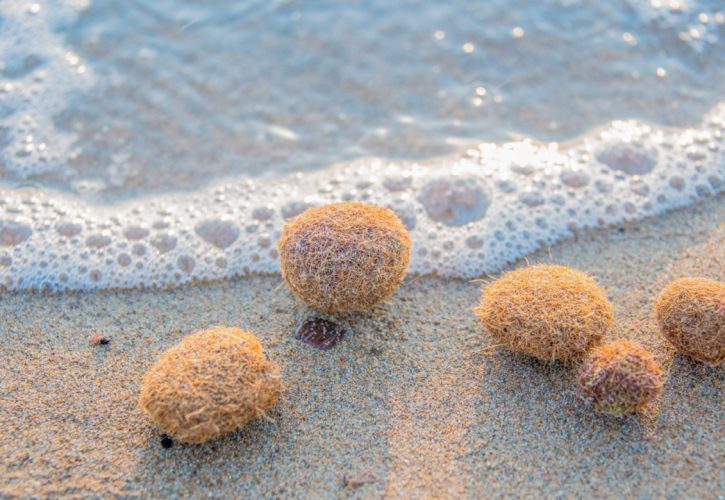Le ‘palle di mare’ rivelano l’inquinamento: un terzo contiene microplastiche