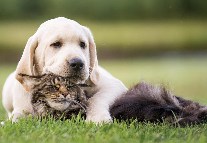 Nuove Norme UE per la Protezione di Cani e Gatti