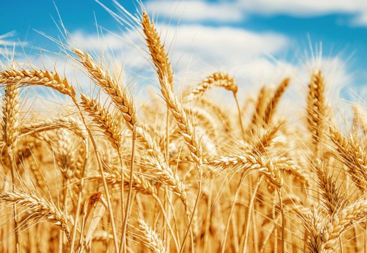 Crisi dell’agroalimentare italiano: Coldiretti denuncia speculazioni e frodi