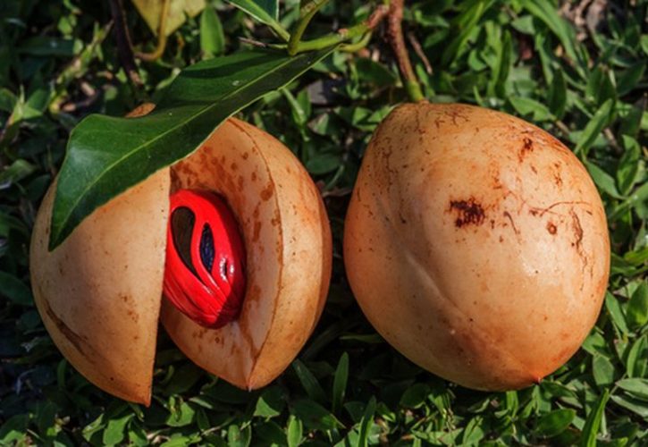 Il Macis: La Spezia Indonesiana Sconosciuta ma Versatile
