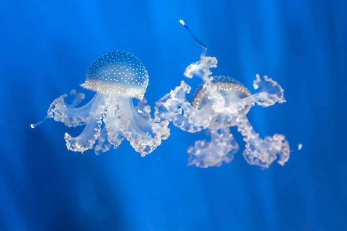Meduse, addio alle punture. Arriva lo scudo elettronico che le blocca