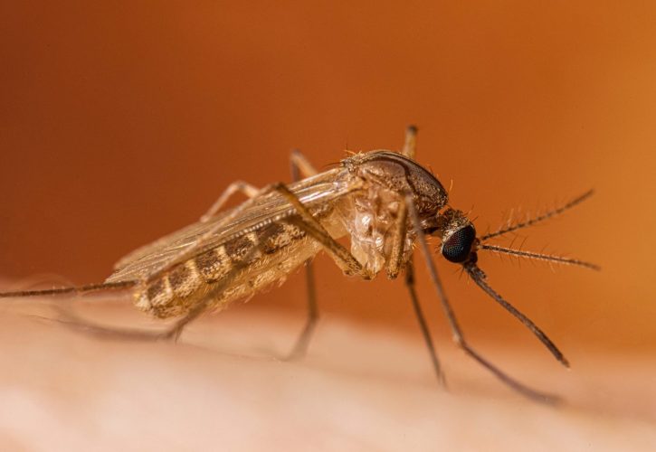 West Nile virus: l’impatto dei cambiamenti climatici e della globalizzazione